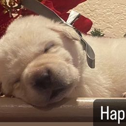 Labrador Retriever Puppies from Sunflower Hill AKC Labrador Retriever Puppies