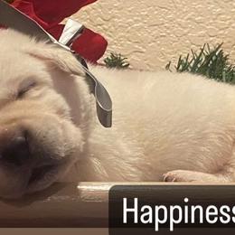 Labrador Retriever Puppies from Sunflower Hill AKC Labrador Retriever Puppies