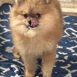 Otto - Orange male Pomeranian puppy in Newport Beach, California from Exotic City Pomeranians and chihuahuas