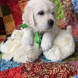 Girl Pick 3 - Light golden female Golden Retriever puppy in Greensboro, North Carolina from Lewis Goldens
