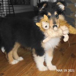 Collie Puppies from SHOWBOAT COLLIES