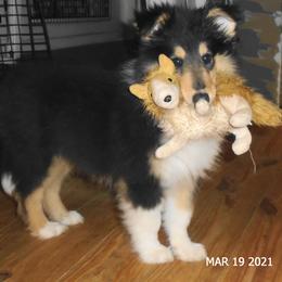 Collie Puppies from SHOWBOAT COLLIES