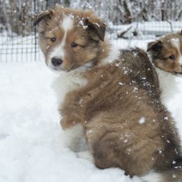 Shetland Sheepdog Puppies from Sunny Shelties