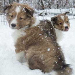 Shetland Sheepdog Puppies from Sunny Shelties