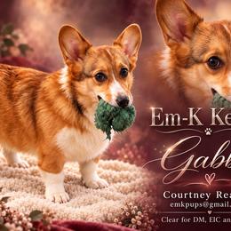 Gabby - Pembroke Welsh Corgi
