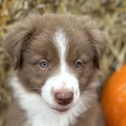 Darla - Red & white Australian Shepherd puppy in Jeddo, Michigan from Blue Water Aussies