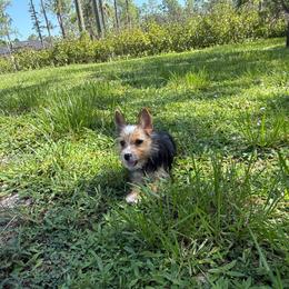 Sky - Parti female Yorkshire Terrier puppy in Florida from Puppies Forever 💙❤️🐶