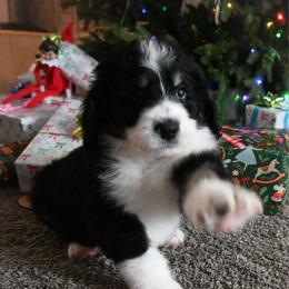 Cupid - Tri-color male Bernedoodle puppy in Lookout, California from Remington Kennels, LLC