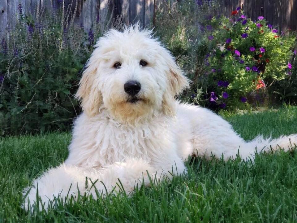 Davis Doodles Boise, Idaho in Idaho | Goldendoodle puppies | Good Dog