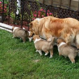Collie Puppies from Miles Collies
