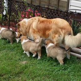 Collie Puppies from Miles Collies