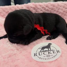 Red Collar Black Male - Black male Labrador Retriever puppy in Gainesville, Georgia from Rucker Retrievers