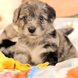 Dory - Blue merle female Aussiedoodle puppy in Dickerson, Maryland from Pawsome Aussie Doodles and Oodles