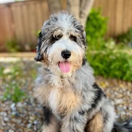Camry - Bernedoodle