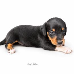 Black and Tan Male - Black and tan male Dachshund puppy in Gravois Mills, Missouri from Benji’s Babies