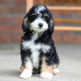 Iggy - Tri-color female Bernedoodle puppy in Dundee, Ohio from Down Home Doodle