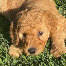 Goldendoodles from Doodle This and Doodle That