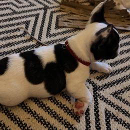 Dice - Brindle and white male French Bulldog puppy in Billings, Montana from Sugarloaf French bulldogs and Australian cattle dogs