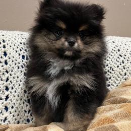 Sadie - AKC registered - Black and tan parti female Pomeranian puppy in Jefferson City, Missouri from MJ’s Pomeranians