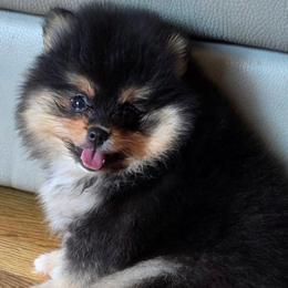 Adkpom Daphne - Black and tan female Pomeranian puppy in Gloversville, New York from ADKPOM Adirondack Pomeranians