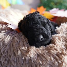 Curly-Coated Retriever Puppies from CHAPARRAL CURLY RETRIEVERS