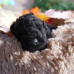 Curly-Coated Retriever Puppies from CHAPARRAL CURLY RETRIEVERS