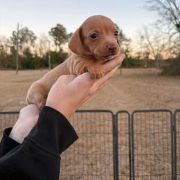 Holly - Cream female Dachshund puppy in Lumber City, Georgia from CarolinaDachshunds