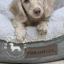 Dachshund Puppies from Doxi Delights AKC Miniature Dachshunds