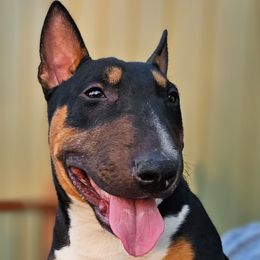 Jackie Daytona - Miniature Bull Terrier