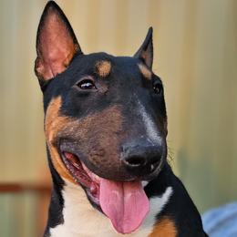 Jackie Daytona - Miniature Bull Terrier