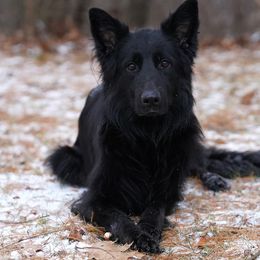 Agata - German Shepherd