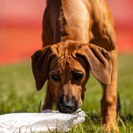 Salem - Rhodesian Ridgeback