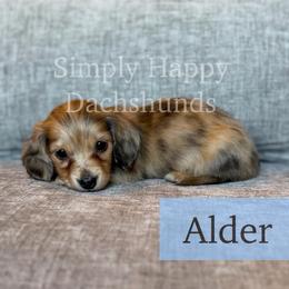 Cream Brindle Dapple Longhair - Pet Only CKC - Alder - Dapple male Dachshund puppy in Pauls Valley, Oklahoma from Simply Happy Dachshunds
