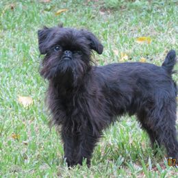 Denzel - Brussels Griffon