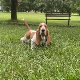 Basset Hound Puppies from Bassetville Hounds