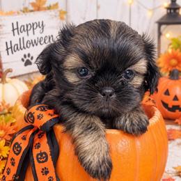 Barney - Black and tan male Shih Tzu puppy in Claremont, California from Lovable Shih Tzus