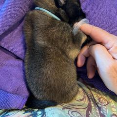 Belgian Tervuren Puppies from Meadowpark Belgian Tervuren, LLC