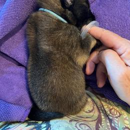 Belgian Tervuren Puppies from Meadowpark Belgian Tervuren, LLC