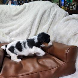 Alfalfa - Parti male Yorkshire Terrier puppy in Tacoma, Washington from Anks Toys Yorkshire terriers