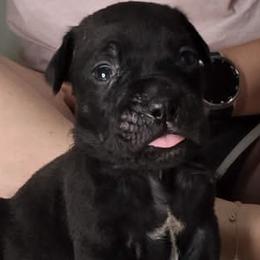 Male 2 White Collar - Black male Cane Corso puppy in Troy, Tennessee from Storm Front Cane Corso