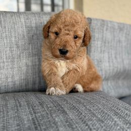 Yankee - Cream male Goldendoodle puppy in Spring Hill, Florida from OHDoodles FL