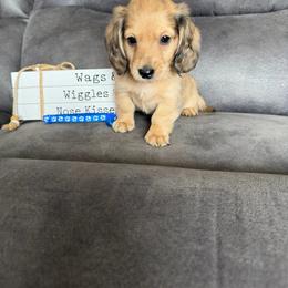 Duke - Cream male Dachshund puppy in Stuart, Iowa from Johnson Family Paws