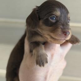 Hazelnut - Chocolate and cream female Dachshund puppy in Bartlesville, Oklahoma from Kippers Keepsake Dachshunds