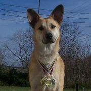 Chinooks and Icelandic Sheepdogs from Fox Meadow