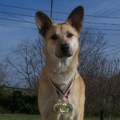 Chinooks and Icelandic Sheepdogs from Fox Meadow