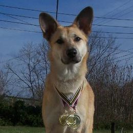 Chinooks and Icelandic Sheepdogs from Fox Meadow
