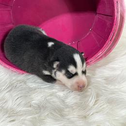 Ember - Black and white female Siberian Husky puppy in Collins, Iowa from Homegrown Huskies