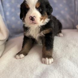 Ryan - Black rust and white male Bernese Mountain Dog puppy in Thomasville, North Carolina from Beitzel Babies