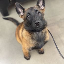 Belgian Malinois Puppies from Fromage Malinois