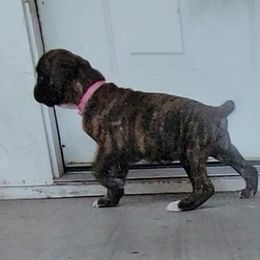 Boxer Puppies from Von Haus Piner